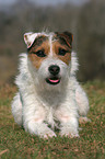 untrimmed Jack Russell Terrier