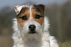 untrimmed Jack Russell Terrier