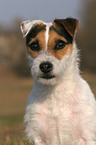 trimmed Jack Russell Terrier