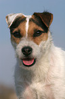 trimmed Jack Russell Terrier