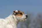 untrimmed Jack Russell Terrier