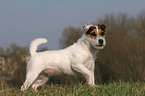 trimmed Jack Russell Terrier