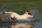 running Jack Russell Terrier