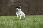 running Jack Russell Terrier