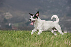 running Jack Russell Terrier