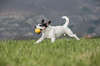 playing Jack Russell Terrier