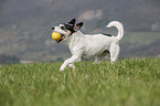 playing Jack Russell Terrier