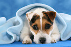 lying Jack Russell Terrier under blanket