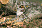 Jack Russell Terrier Portrait