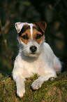 lying Jack Russell Terrier