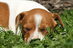 Jack Russell Terrier Puppy