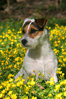 sitting Jack Russell Terrier