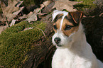 Jack Russell Terrier Portrait