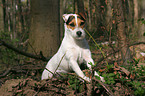 sitting Jack Russell Terrier