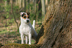 standing Jack Russell Terrier