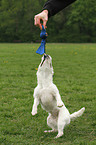 playing Jack Russell Terrier