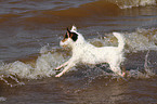 running Jack Russell Terrier