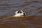 playing Jack Russell Terrier