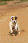 running Jack Russell Terrier in the sand