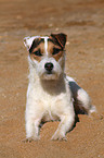 lying Jack Russell Terrier