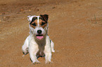 lying Jack Russell Terrier