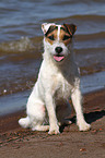 sitting Jack Russell Terrier