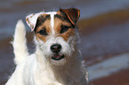 Jack Russell Terrier Portrait