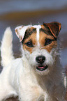 Jack Russell Terrier Portrait