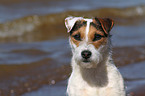 Jack Russell Terrier Portrait