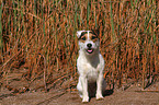 sitting Jack Russell Terrier