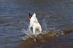 running Jack Russell Terrier