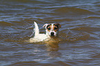 swimming Jack Russell Terrier