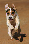 running Jack Russell Terrier