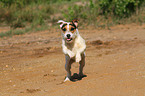 running Jack Russell Terrier