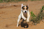 running Jack Russell Terrier