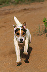 running Jack Russell Terrier