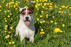 sitting Jack Russell Terrier