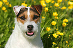 Jack Russell Terrier Portrait