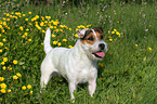 standing Jack Russell Terrier