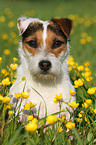 Jack Russell Terrier Portrait