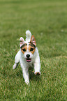 running Jack Russell Terrier