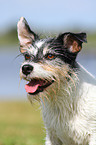 Jack Russell Terrier Portrait