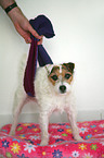 Jack Russell Terrier with arthrosis