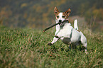 playing Jack Russell Terrier