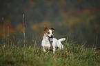 Jack Russell Terrier