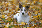 lying Jack Russell Terrier