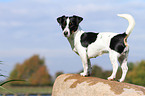 Jack Russell Terrier