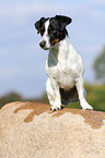 sitting Jack Russell Terrier