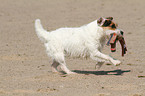 playing Jack Russell Terrier