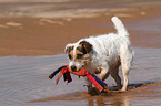 playing Jack Russell Terrier